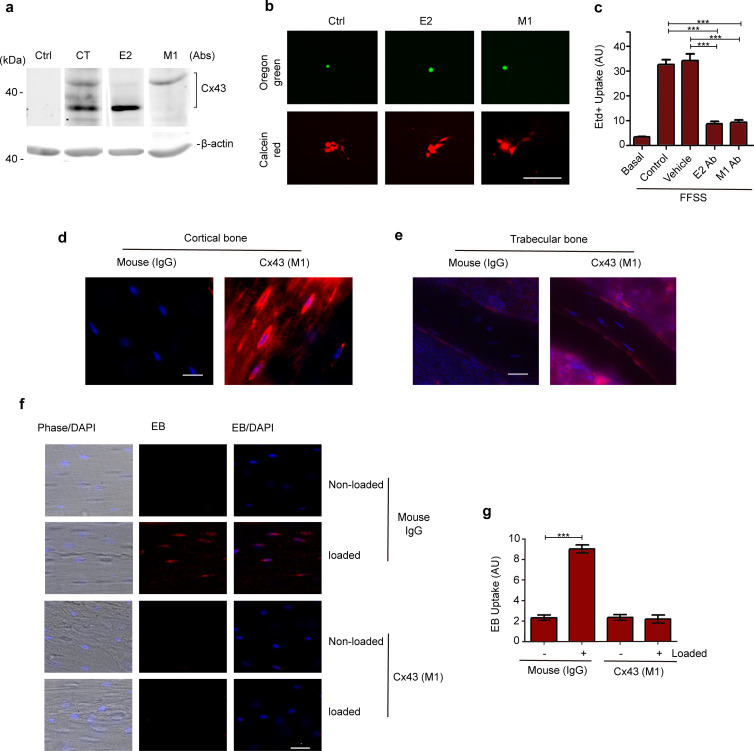 Figure 5—figure supplement 1.