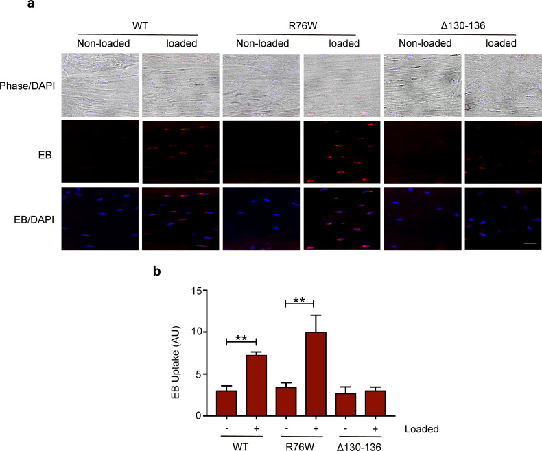 Figure 1—figure supplement 2.