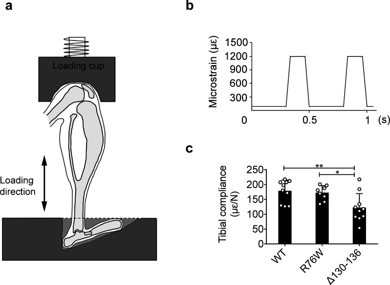 Figure 1—figure supplement 1.