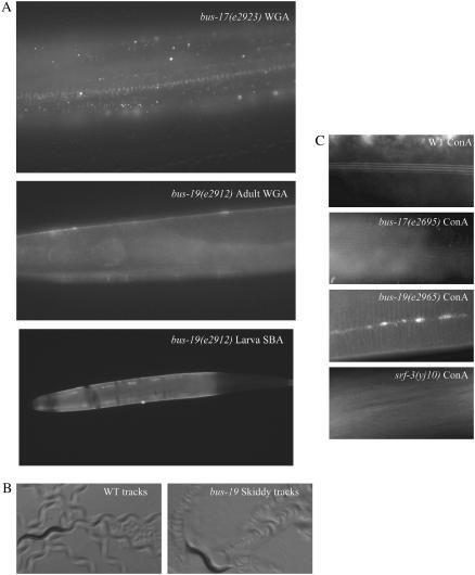 Figure 4.—