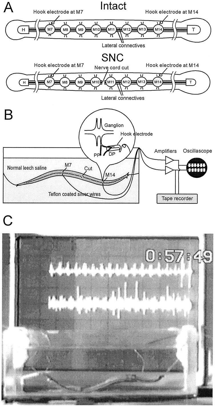 Fig. 2.