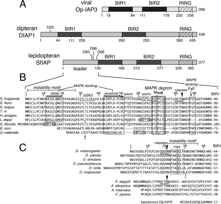 FIG 1