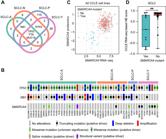 Figure 1. SMARCA4 mutations are enriched within SCLC-Y cell lines. A, Venn diagram showing co-occurring and subtype-specific mutations associated with each SCLC molecular subtype. Genetic mutations that are present in at least 50% of samples within each SCLC subtype based on Rudin and colleagues (2) were identified through cBioportal. There are 26 mutations exclusive to SCLC-Y cell lines (Supplementary Table S7). B, Of all 26 mutations identified, SMARCA4 mutations were present in six of eight SCLC-Y cell lines, together with TP53 mutations on an RB1 wild-type background. *, H157DM was previously annotated in CCLE as H1339. C, All cell lines in the CCLE (lung and nonlung cancer cell lines) that had complete proteomic and RNA-seq profiles were interrogated for the correlation between SMARCA4 protein and mRNA. There is a positive correlation (Pearson correlation = 0.53; P = 1.5e−27) between low SMARCA4 mRNA and loss of SMARCA4 protein. D, SCLC cell lines with SMARCA4 mutations have a significantly lower NE-score compared with wild-type (WT) SMARCA4 SCLC cell lines (Mann–Whitney test; **, P = 0.0068). SCLC cell lines in the CCLE were binned into SMARCA4 mutant and WT groups. NE scoring was performed using a previously published 50-gene transcriptomic signature (16).