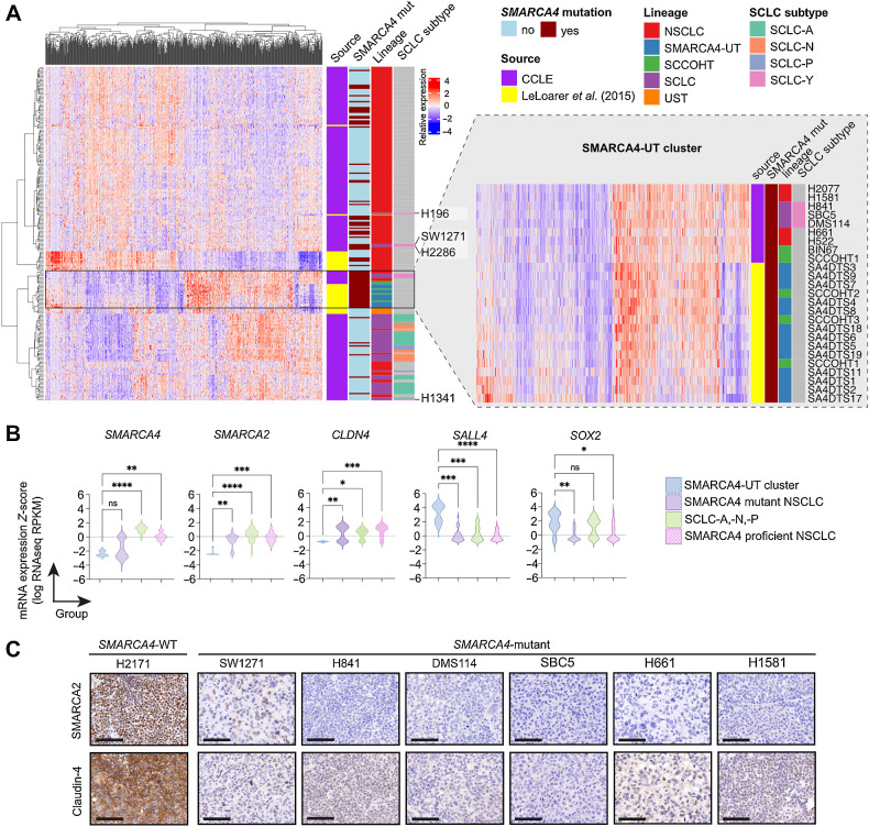 Figure 4. SCLC-Y cell lines with SMARCA4 loss share a similar transcriptome to SMARCA4-UT. A, Unsupervised hierarchical clustering, based on differentially expressed genes in primary SMARCA4-UT compared with primary SMARCA4-mutant NSCLC identified by Le Loarer and colleagues (24; n = 758 genes), was performed on SCCOHT and lung carcinoma samples [cell lines from the CCLE and bulk-RNA sequenced patient samples from Le Loarer and colleagues (24)]. Inset: SMARCA4-UT cluster from A with cell line and sample annotation. B, mRNA expression of SMARCA4, SMARCA2, and CLDN4 (claudin-4) in cell lines of the SMARCA4-UT cluster, SMARCA4 mutant NSCLC, SMARCA4 proficient NSCLC, and SCLC-A, -N, -P (Supplementary Table S5). Kruskal–Wallis test with a Dunn multiple comparison test; *, P < 0.05; **, P < 0.01; ***, P < 0.001; ****, P < 0.0001; ns, P ≥ 0.05. C, IHC of SMARCA2 and claudin-4 in SMARCA4-WT and SMARCA4-mutant cell line xenografts. Scale bar = 100 μm.