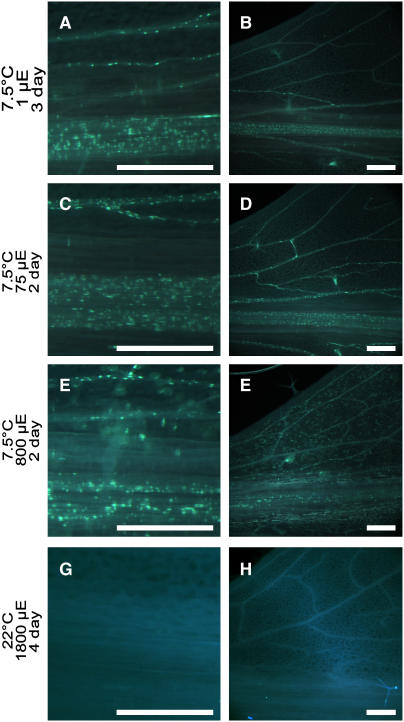 Figure 11.