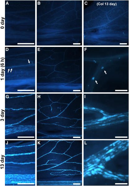 Figure 10.