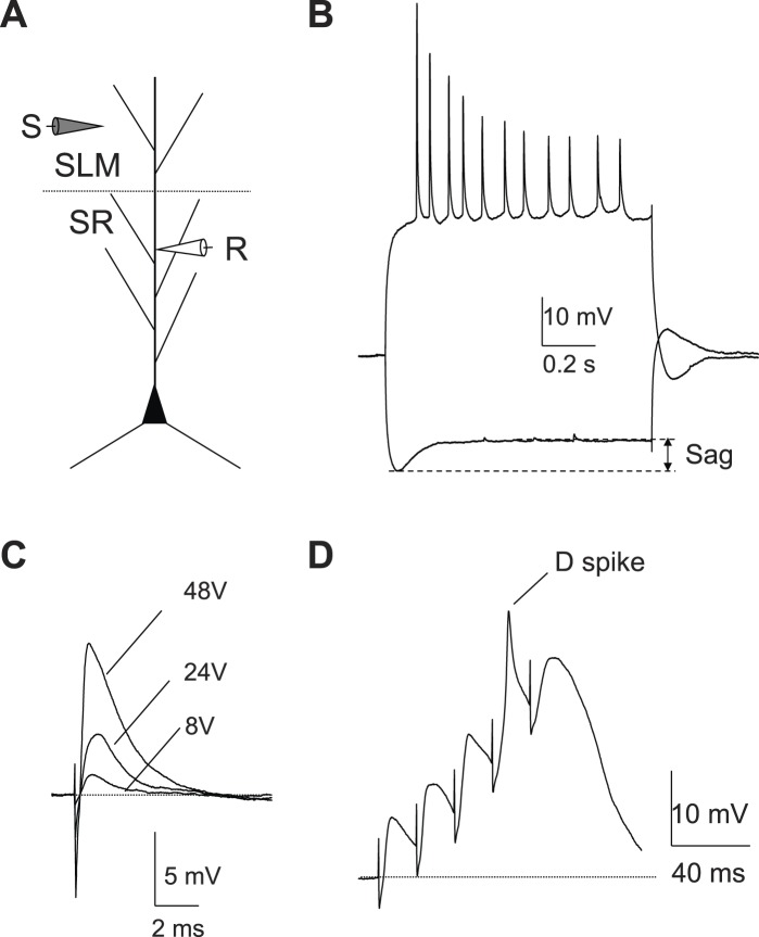 Figure 8—figure supplement 1.