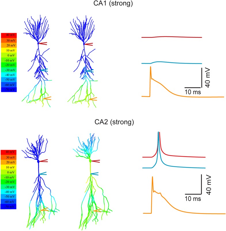 Figure 10—figure supplement 2.