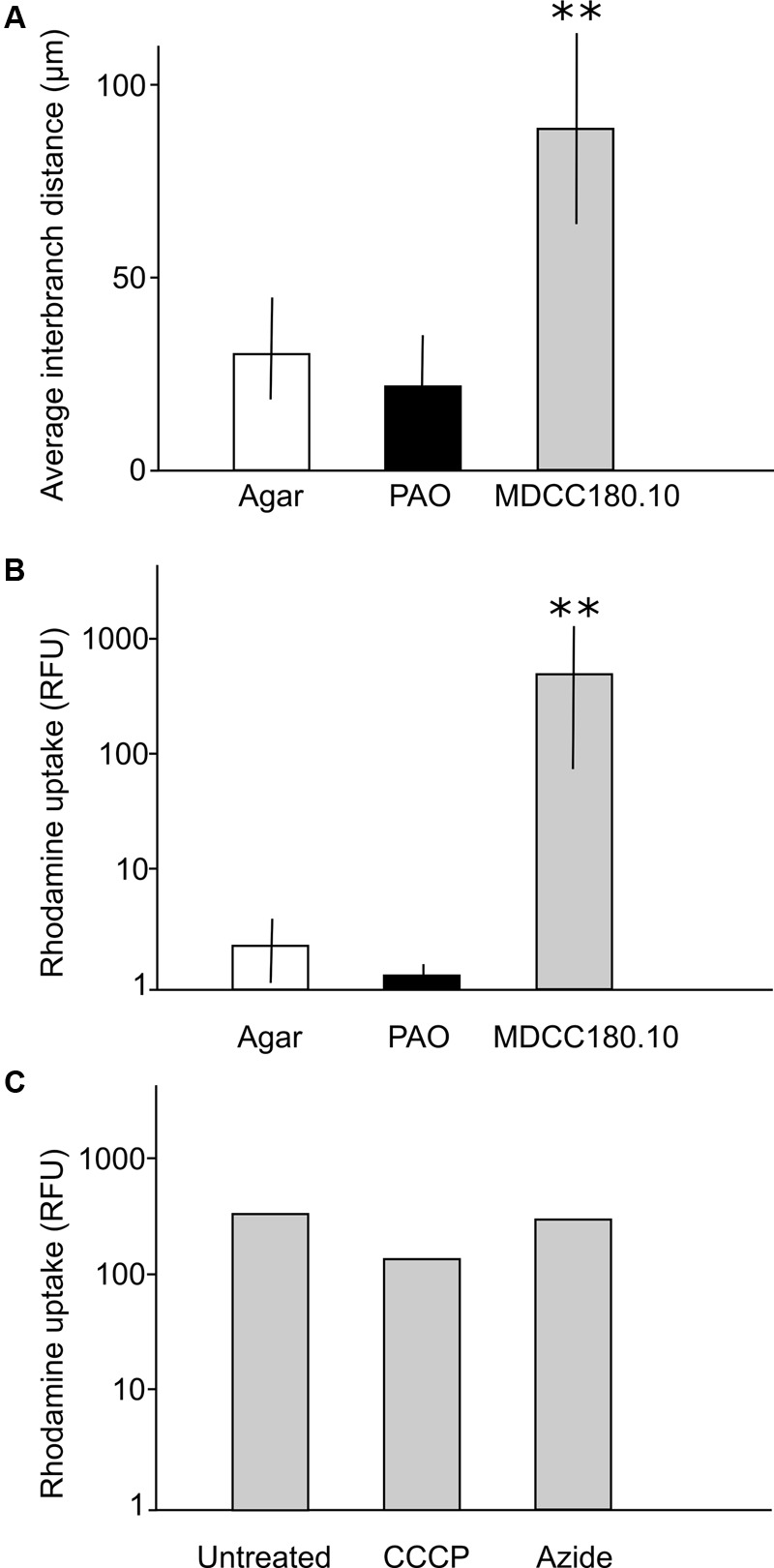 FIGURE 6