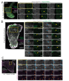 Figure 4—figure supplement 2.
