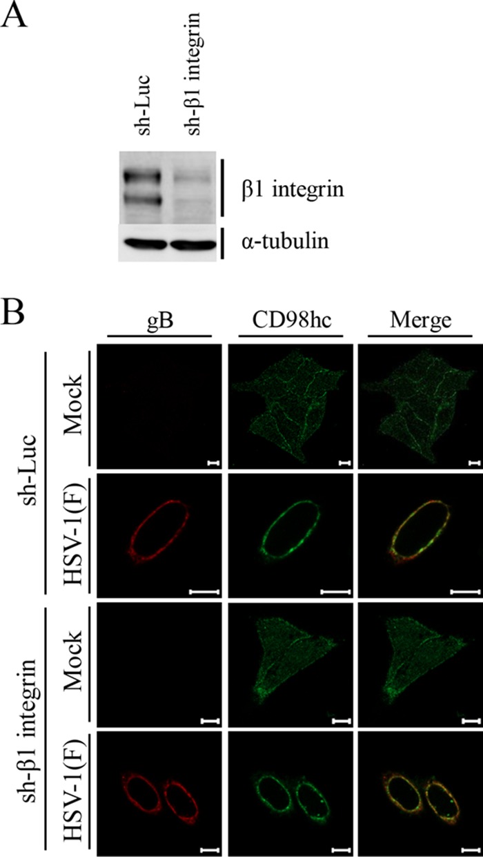 FIG 6