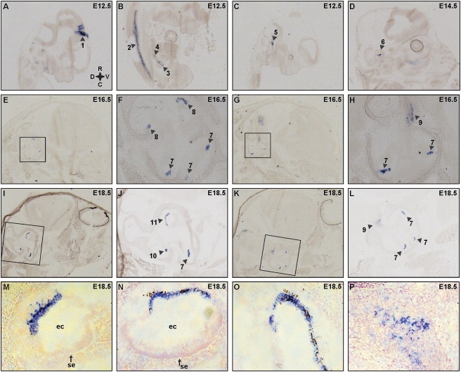 Figure 6