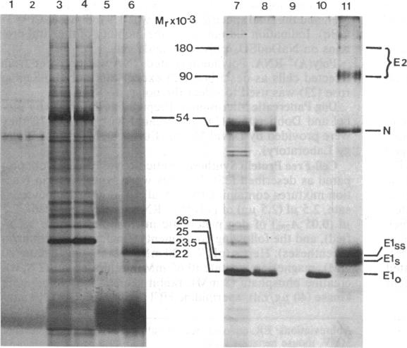 graphic file with name pnas00606-0142-a.jpg