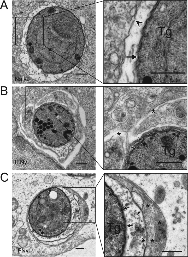 FIG 3 