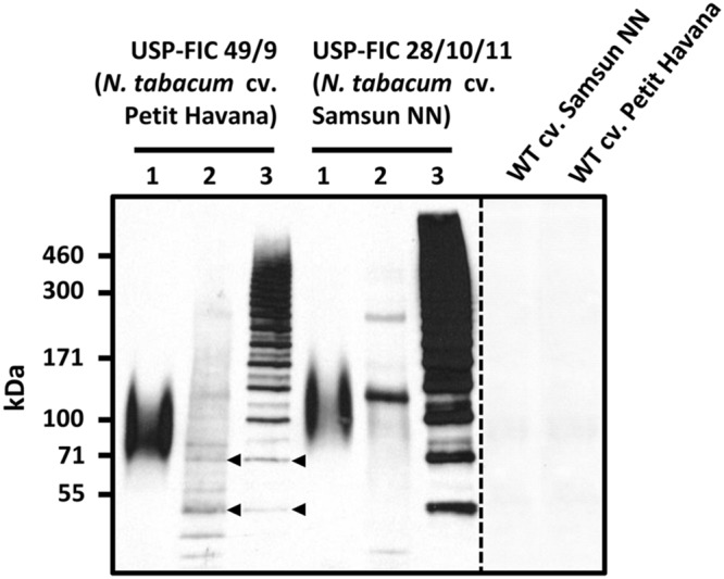 FIGURE 3