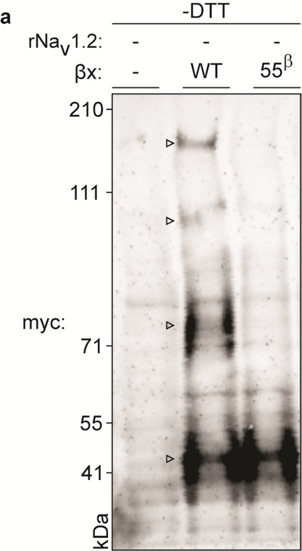 Figure 5—figure supplement 1.