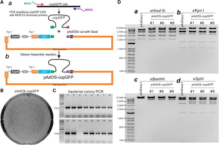 Figure 2