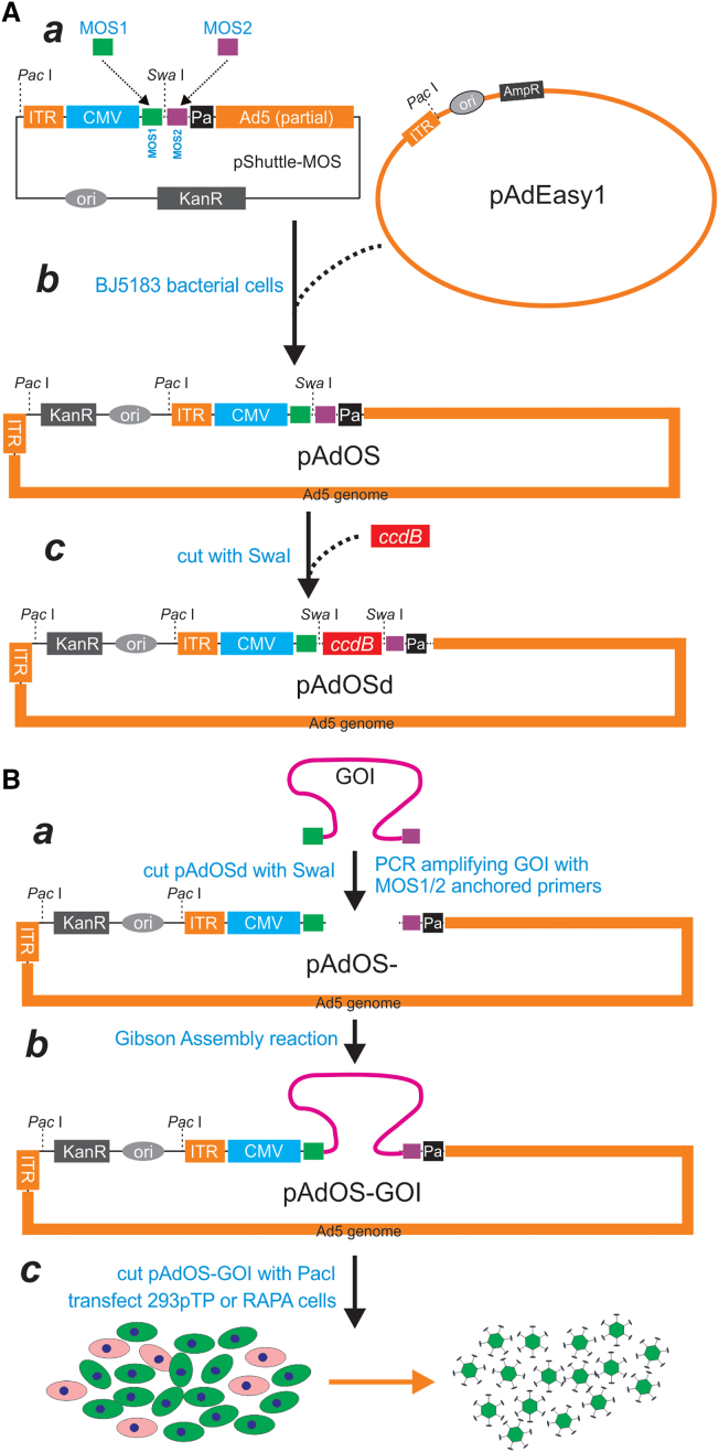 Figure 1