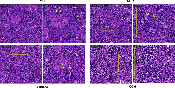 Supplementary Fig. 4