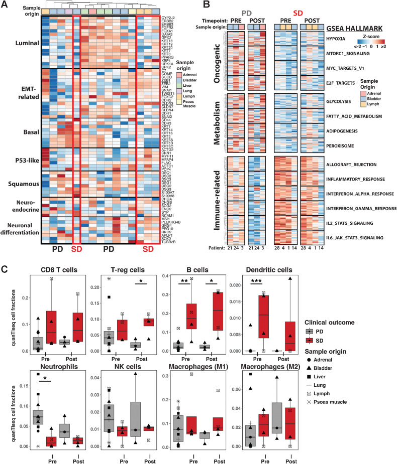 Figure 2. Transcriptional features that associate with PD or SD status after combination therapy in UC tumors. A, Expression profile (Z-score) of bladder tumor subtype marker genes in pretreatment UC tumors. Tissue origin of tumors are provided. B, Gene expression of GSEA Hallmark pathways comparing available PD and SD tumors at pretreatment and posttreatment timepoints. C, Deconvolution of immune cell type abundance in tumors from bulk tumor RNA-seq using quanTIseq. Statistical significance was calculated by using mixed effect beta regression followed by Likelihood Ratio Test. P values were corrected for multiple comparisons with Benjamini–Hochberg method. *, P < 0.05; **, P < 0.01; ***, P < 0.001.