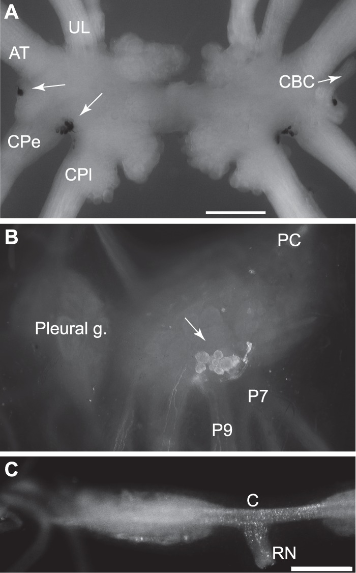 FIGURE 2.