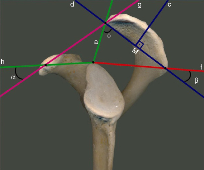 Analysis on the acromial curvature and its relationships with the ...