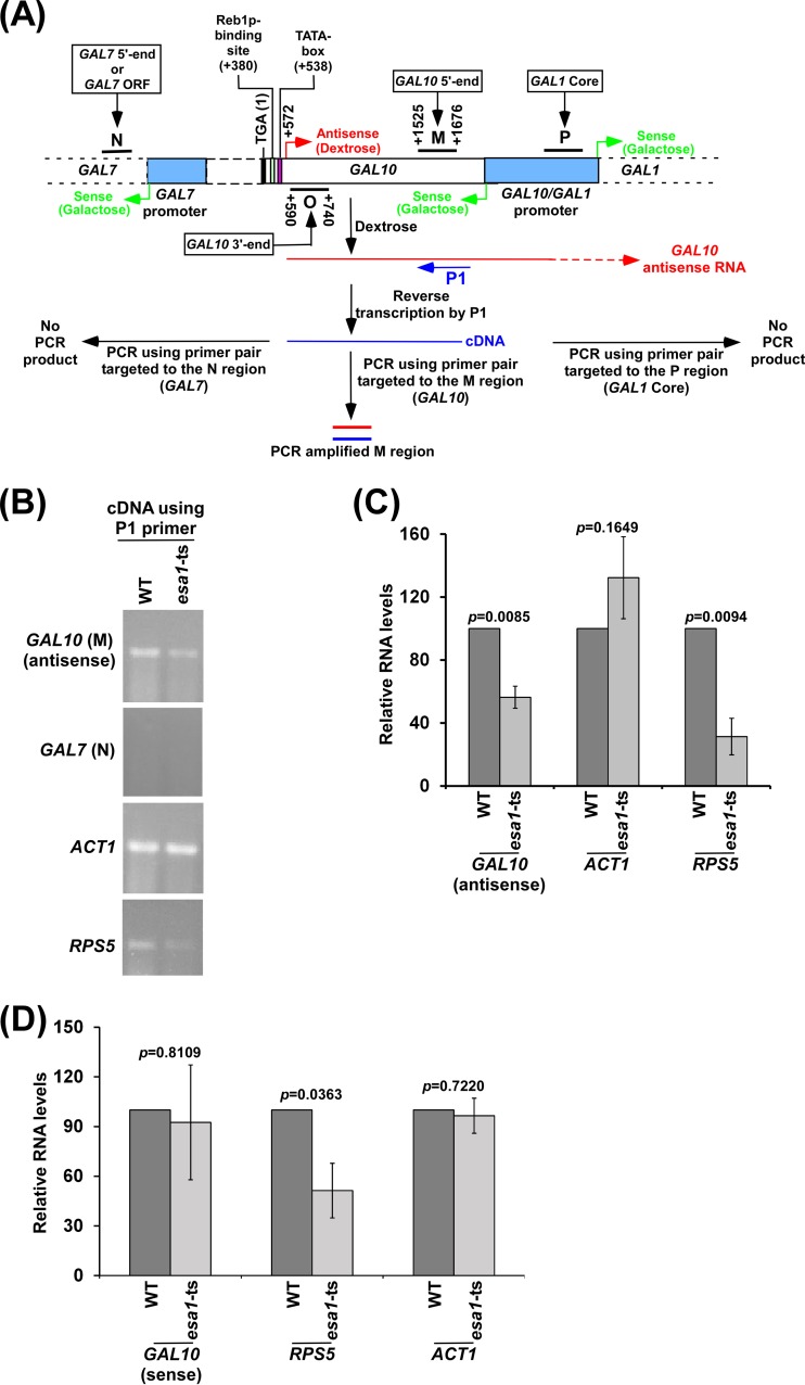 FIG 1