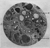 686-1