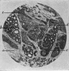 686-1