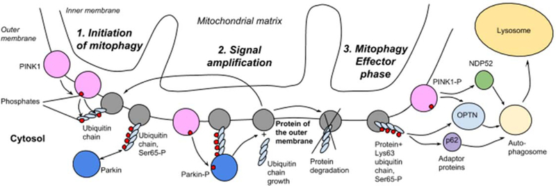 Fig 3.