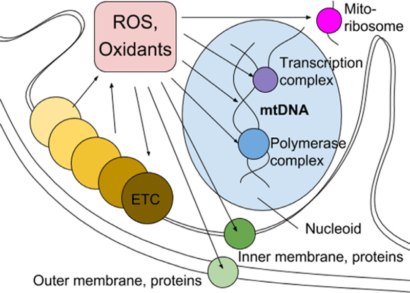 Fig 2.