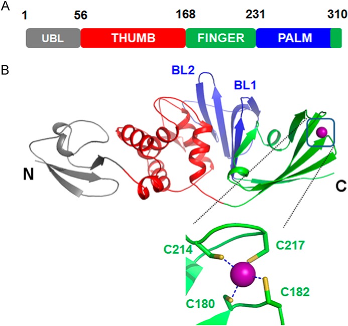 FIGURE 1.