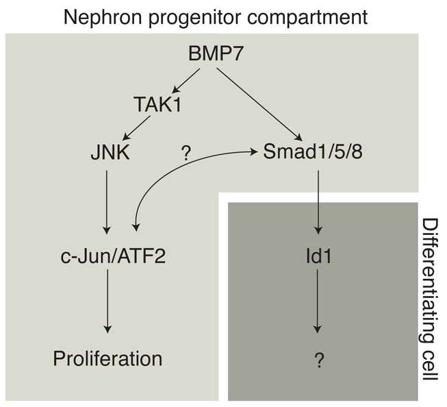 Fig. 8.