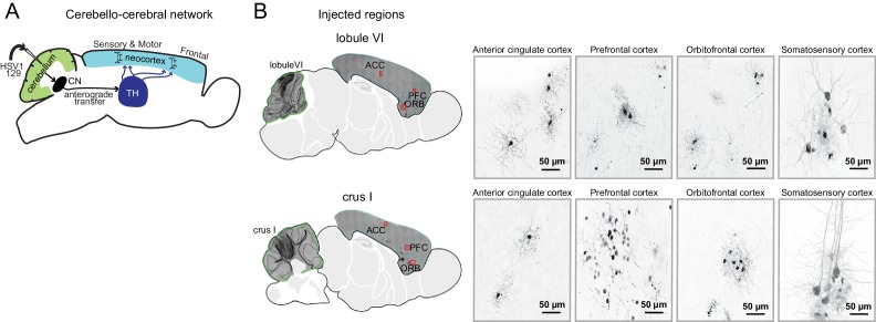 Figure 11.