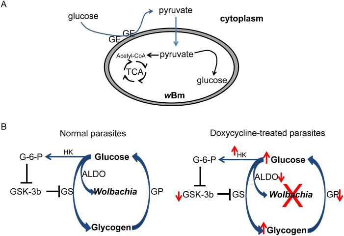 Fig 6