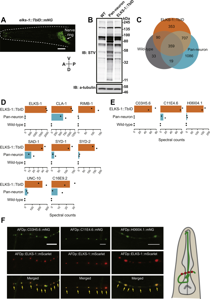 Figure 4