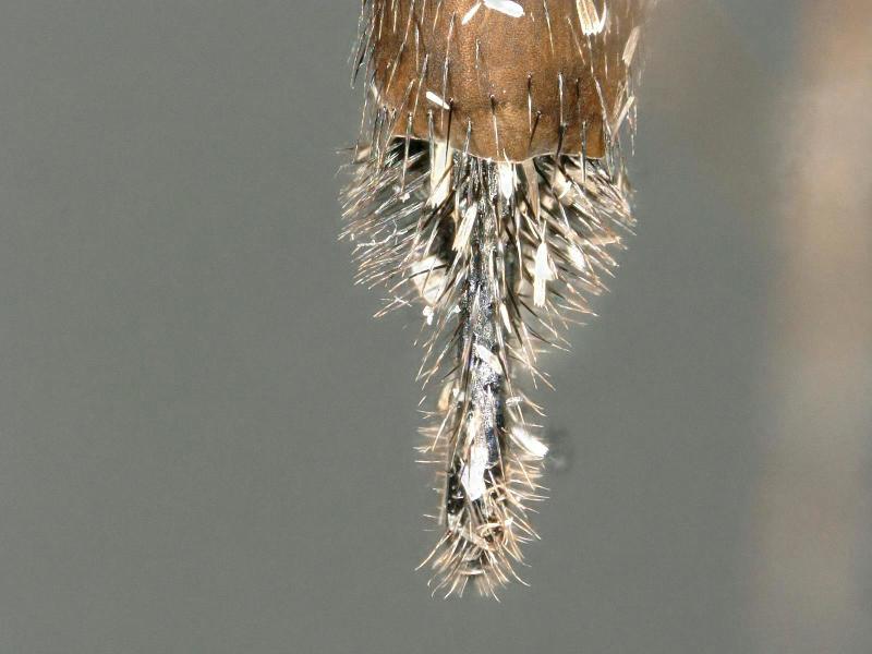 Figure 7.