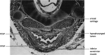 FIG 1.