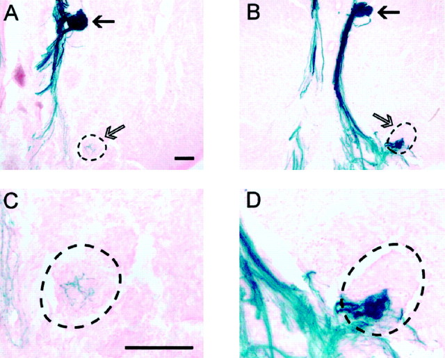 Fig. 5.