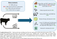 Graphical Abstract