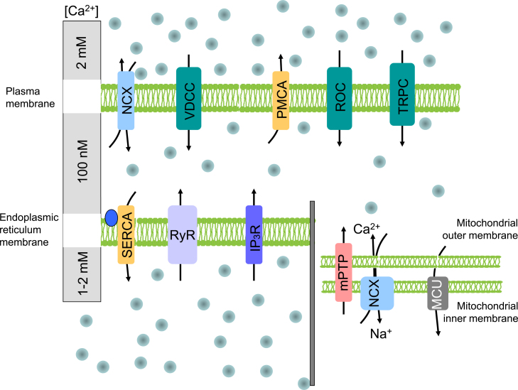 Fig. 1.