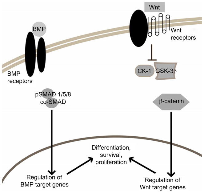 Figure 2.2