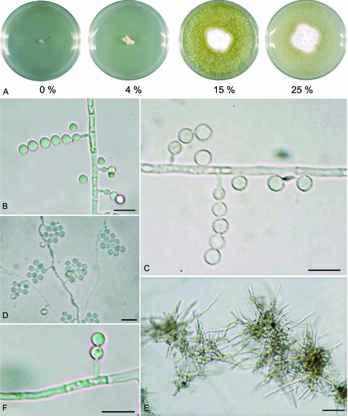 Fig. 3.