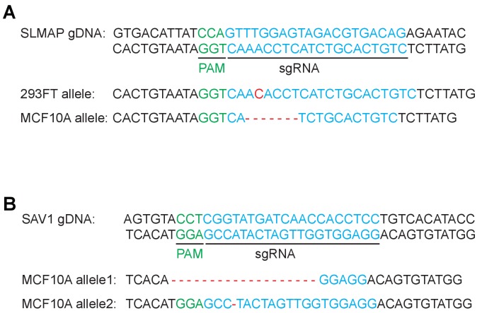 Figure 7—figure supplement 1.