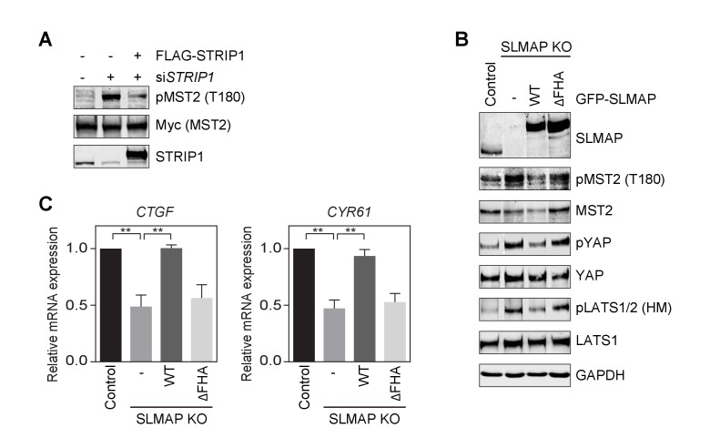 Figure 2—figure supplement 1.