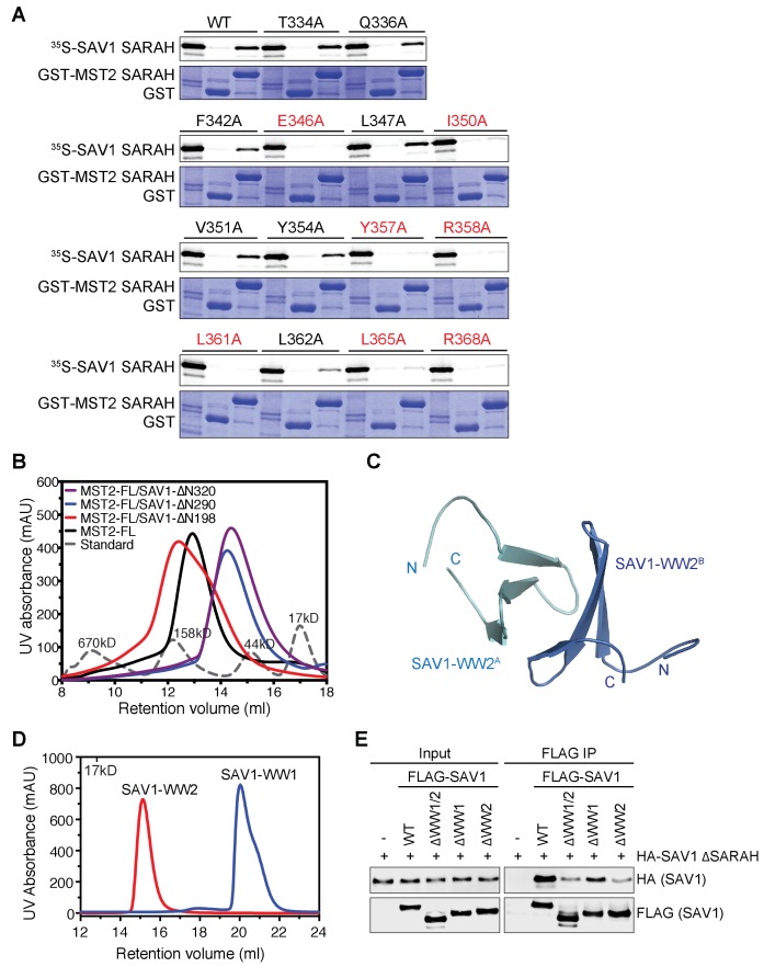 Figure 4—figure supplement 1.