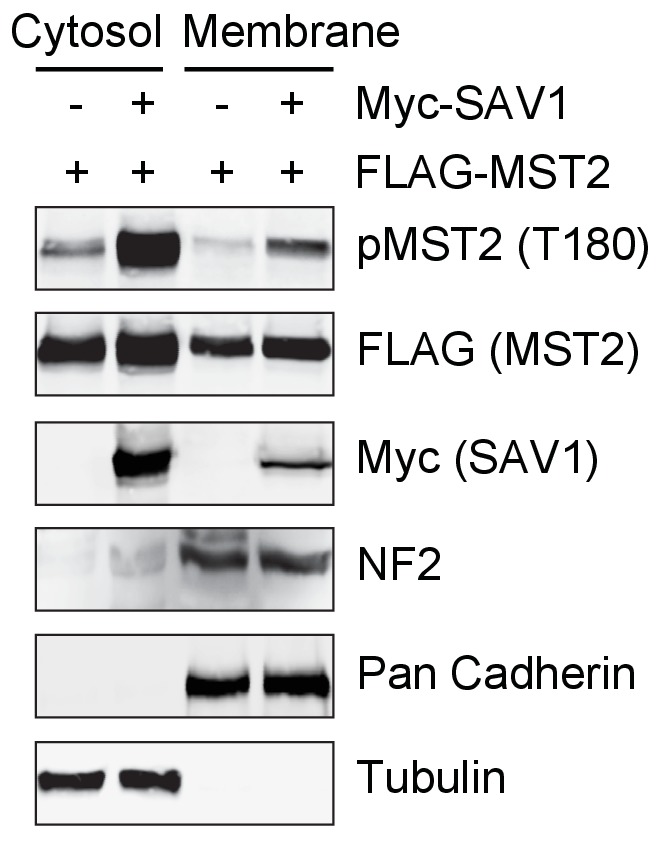 Figure 5—figure supplement 2.