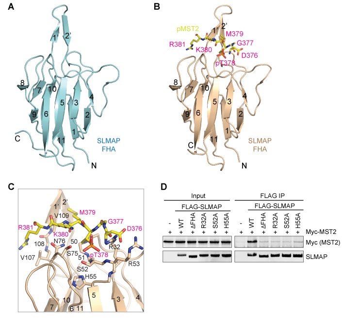 Figure 1—figure supplement 2.