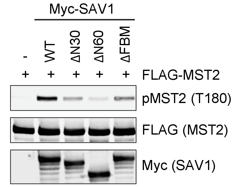 Figure 5—figure supplement 1.