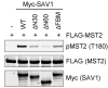 Figure 5—figure supplement 1.